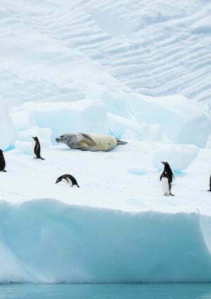 A law, this time for Antarctica 50