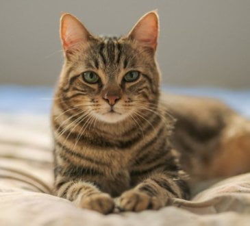 Cats, the Internet, and Photography Tips 1