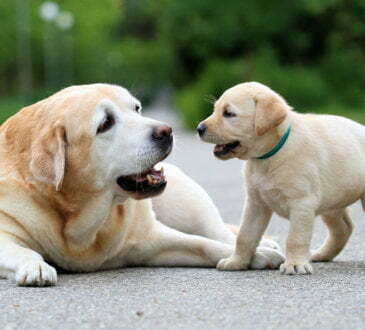 Dogs befuddled by latest internet craze, the #whatthefluffchallenge 1