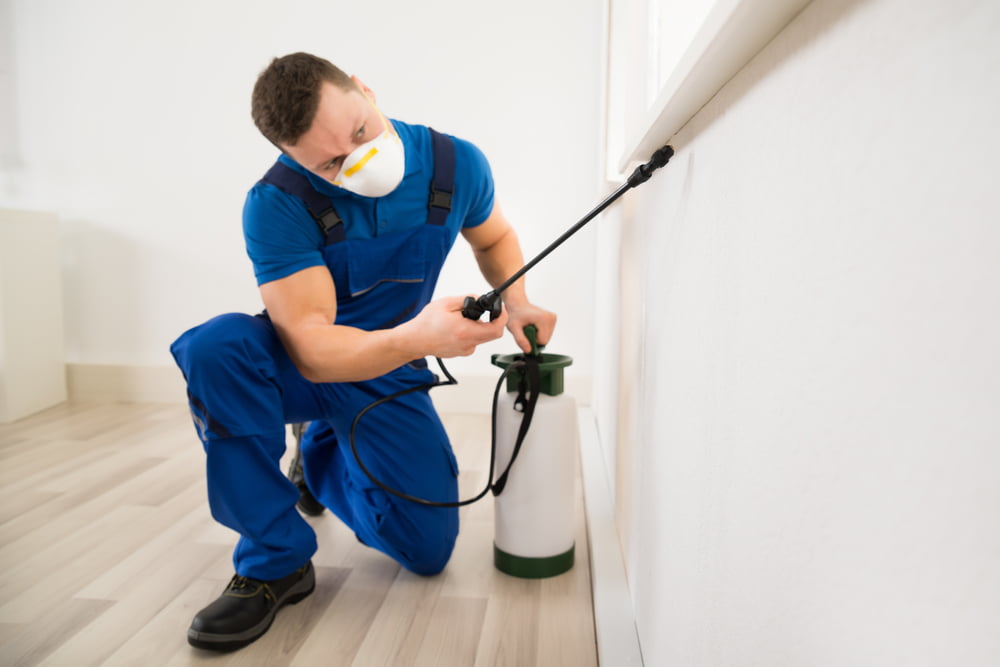 Essential Tips for Hiring An Exterminator 38